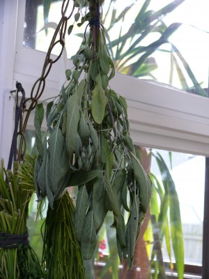 Drying herbs