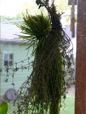 Drying herbals